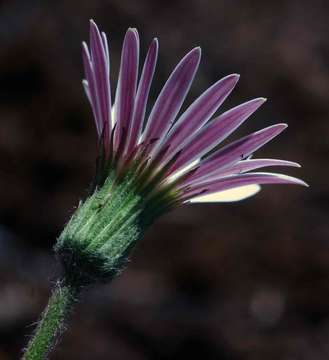 Image of Gerbera viridifolia (DC.) Sch. Bip.