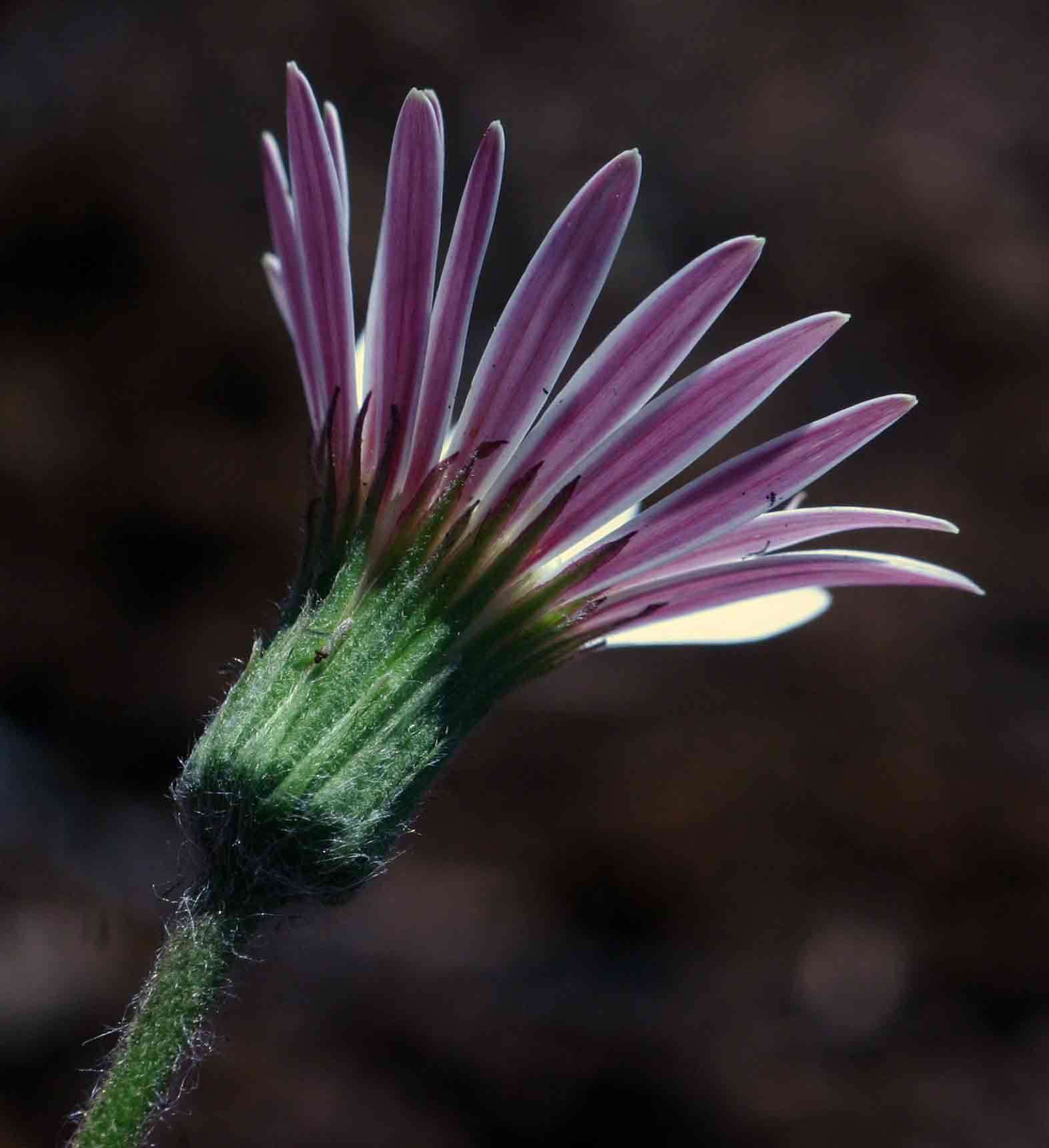 Gerbera viridifolia (DC.) Sch. Bip. resmi