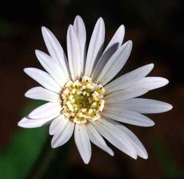 Image of Gerbera viridifolia (DC.) Sch. Bip.