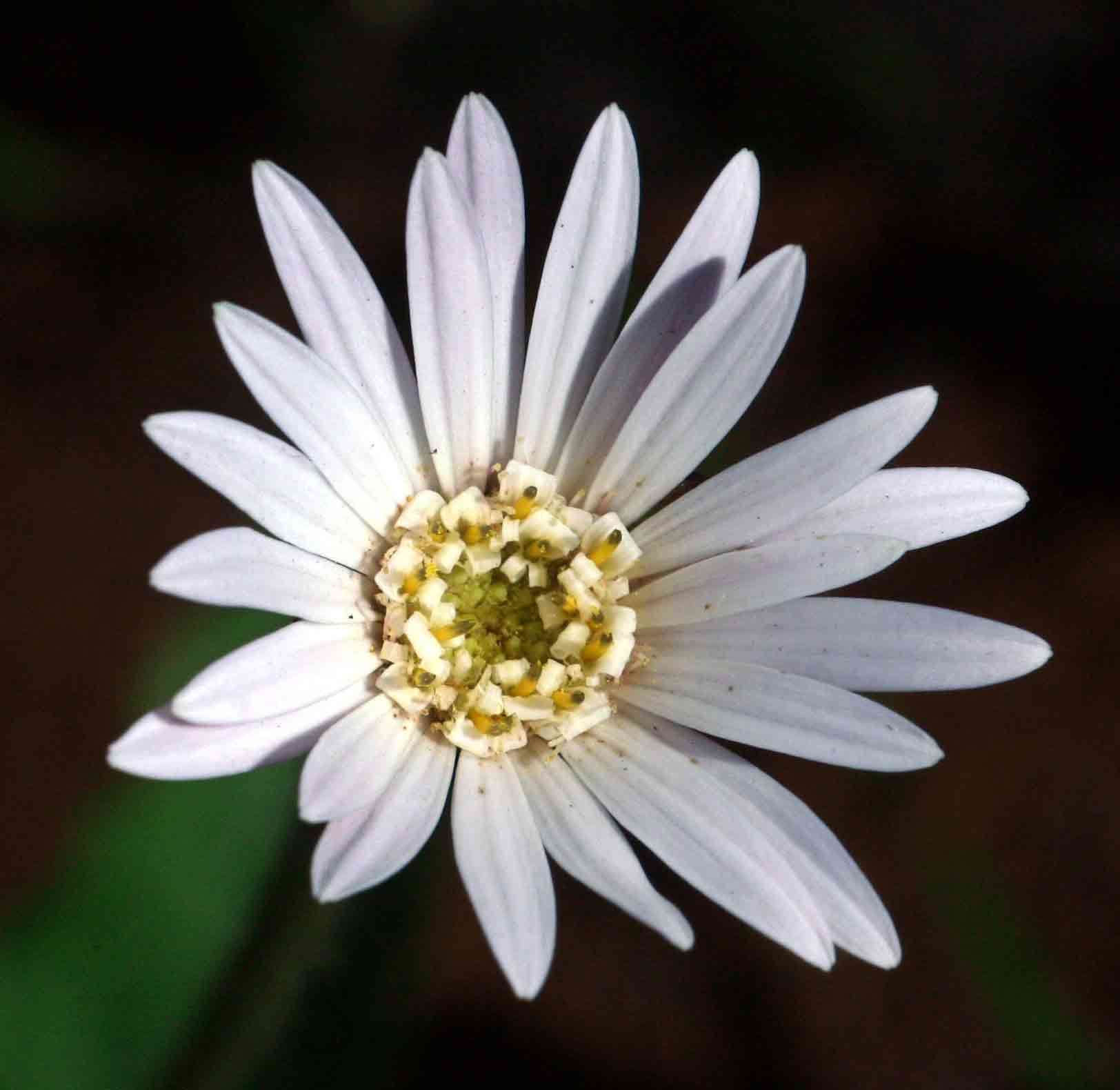 Gerbera viridifolia (DC.) Sch. Bip.的圖片