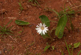 Gerbera viridifolia (DC.) Sch. Bip. resmi