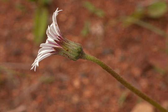 Image of Gerbera viridifolia (DC.) Sch. Bip.