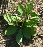 Image of umbrella milkwort