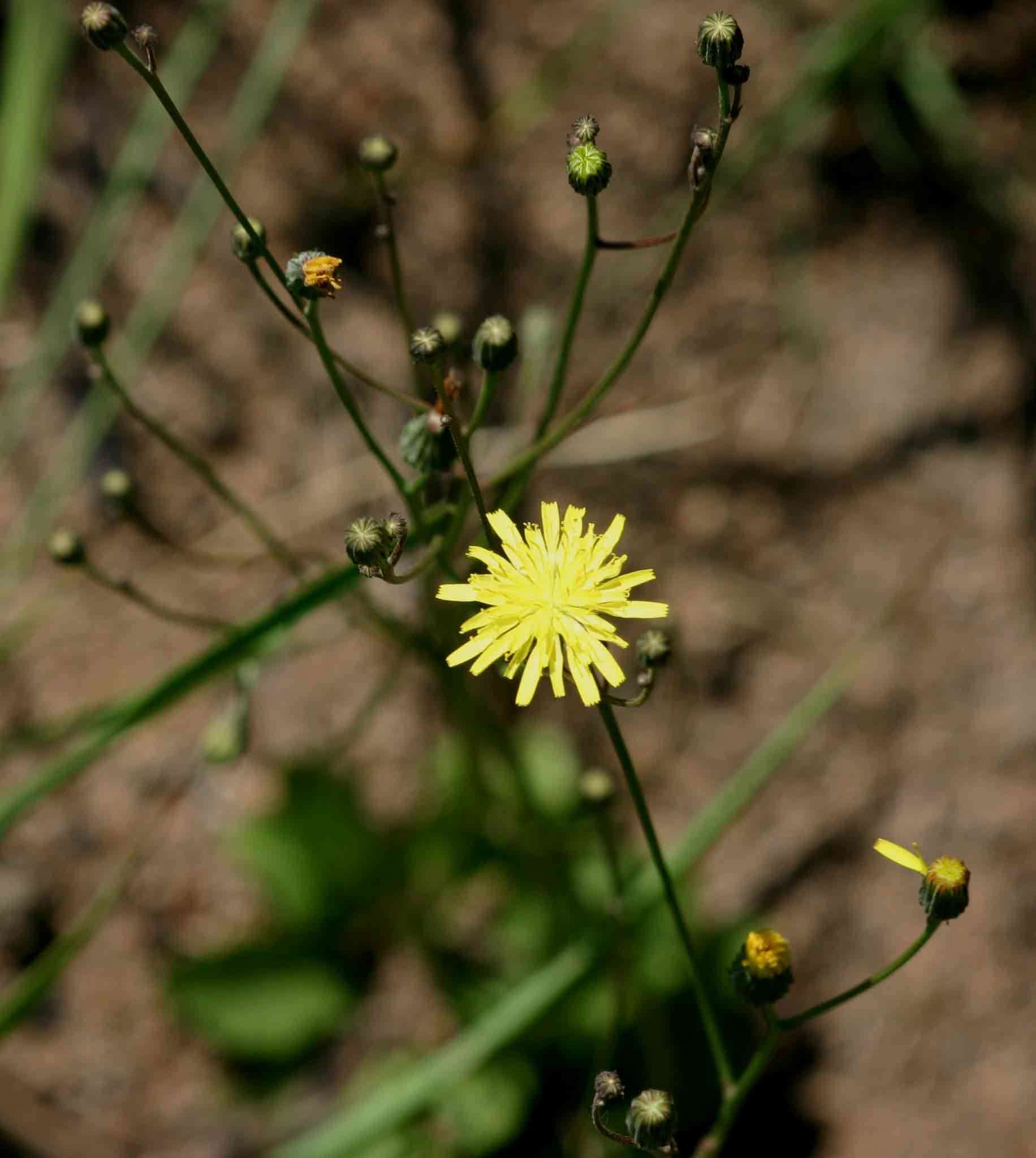 Image of umbrella milkwort