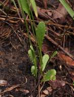 Image of umbrella milkwort