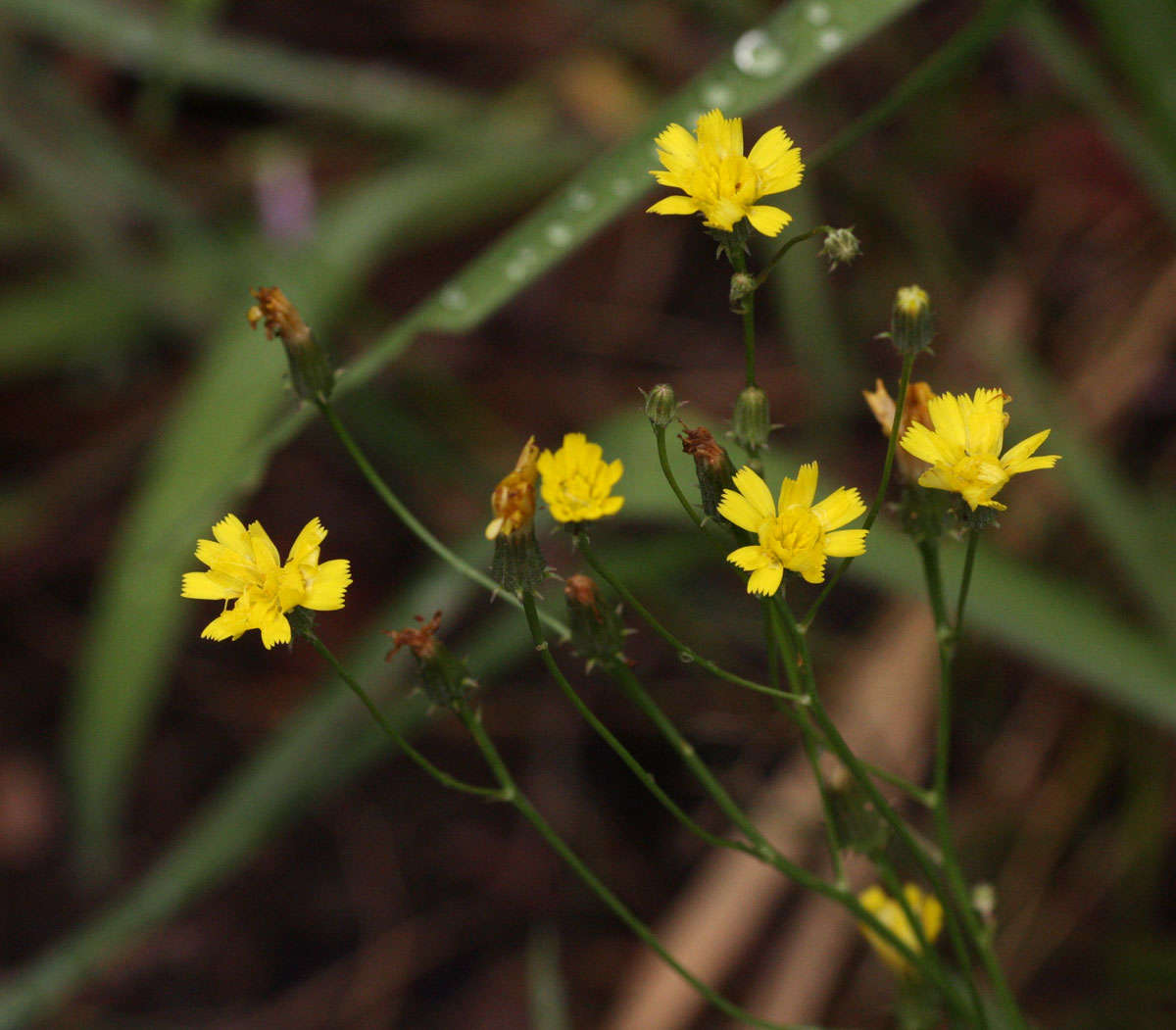 Image of umbrella milkwort