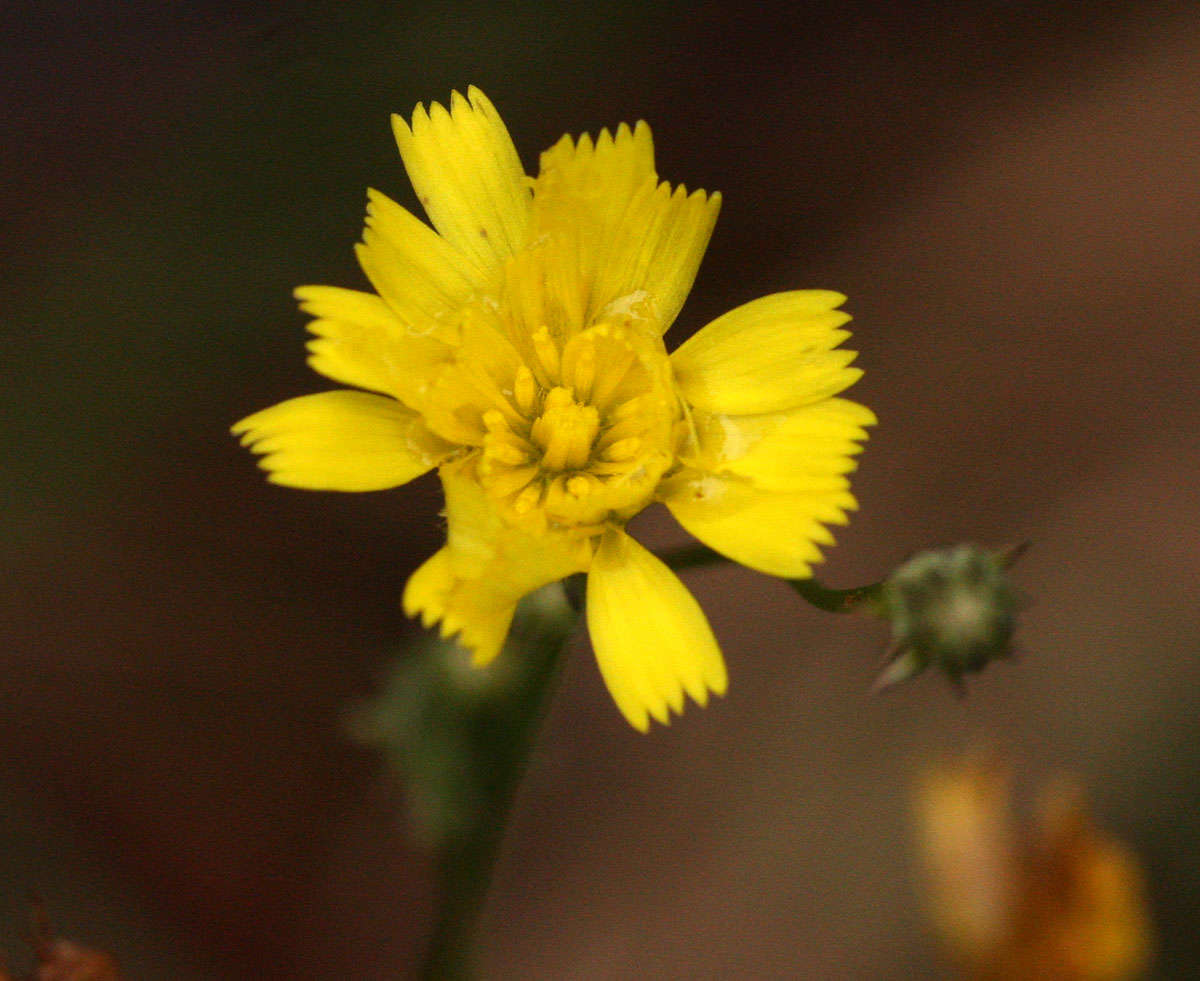 Image of umbrella milkwort