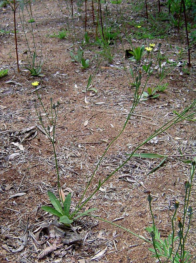 Image of umbrella milkwort