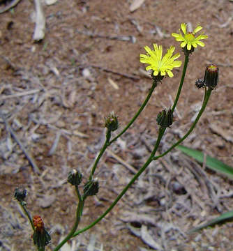 Image of umbrella milkwort