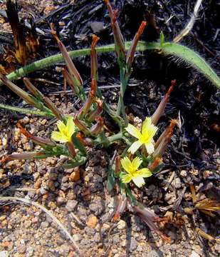 Image of <i>Launaea <i>rarifolia</i></i> (Oliv. & Hiern) Boulos var. rarifolia