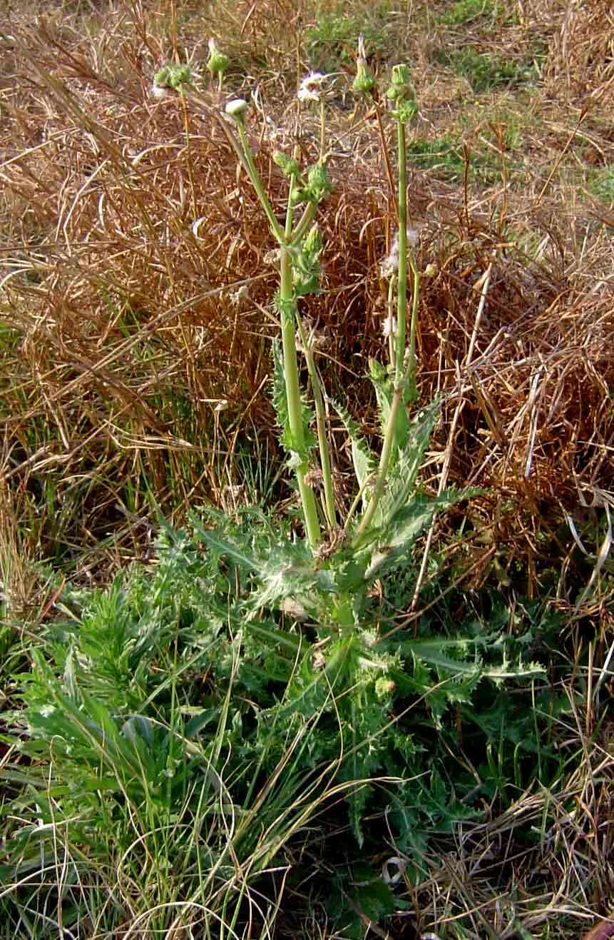 Image of sowthistle