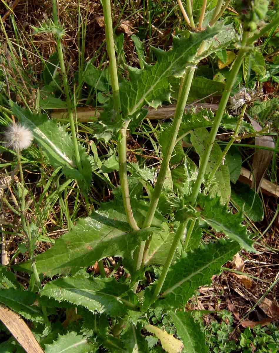 Plancia ëd Sonchus