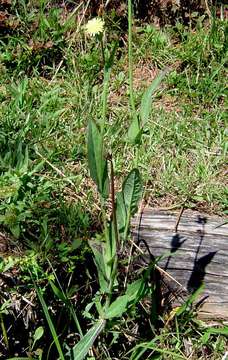 Plancia ëd Sonchus friesii Boulos