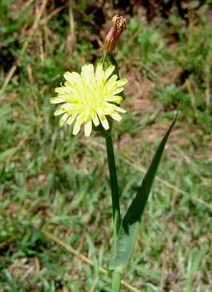 Plancia ëd Sonchus friesii Boulos