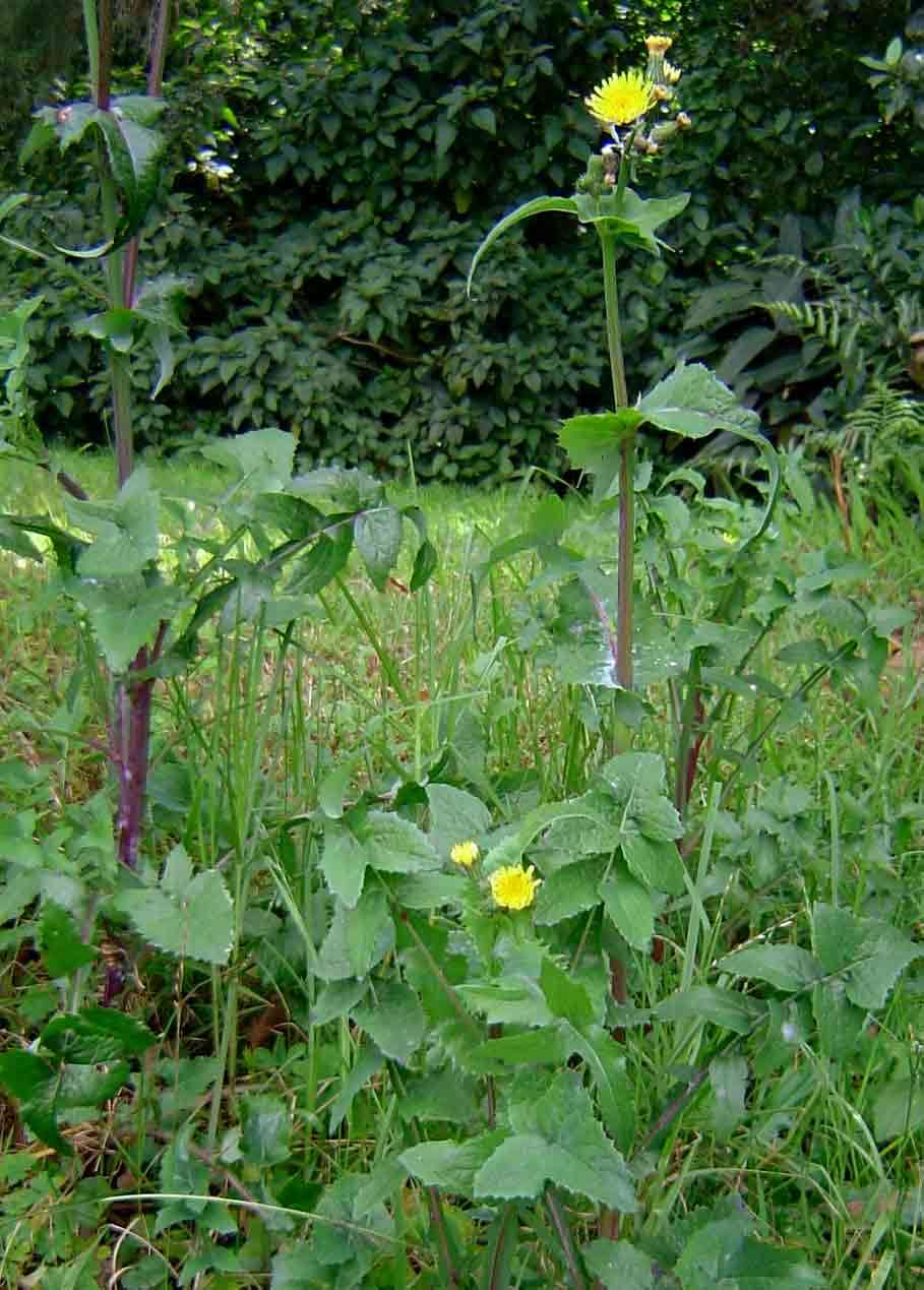 Plancia ëd Sonchus