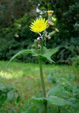 Image of sowthistle