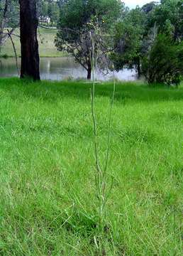 Image of Sonchus schweinfurthii Oliv. & Hiern