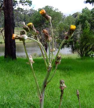 Image of Sonchus schweinfurthii Oliv. & Hiern