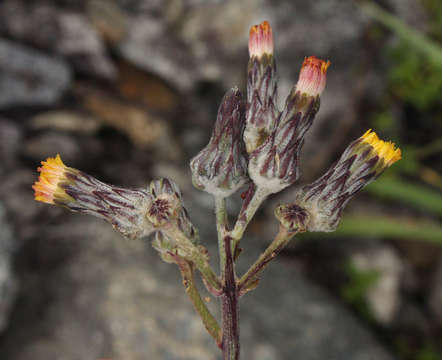 Imagem de Sonchus schweinfurthii Oliv. & Hiern