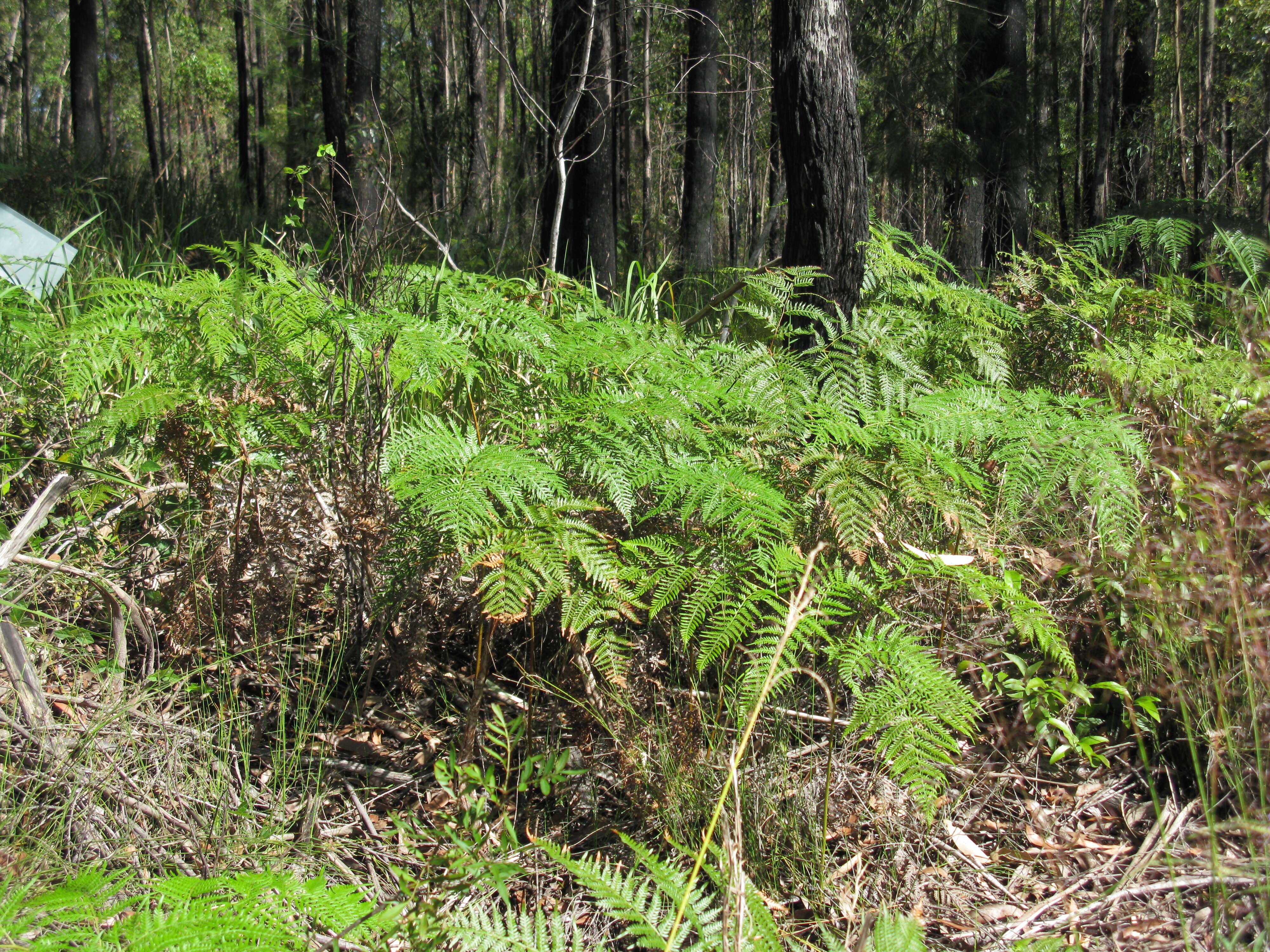 Image of Pteridium esculentum (G. Forst.) Nakai