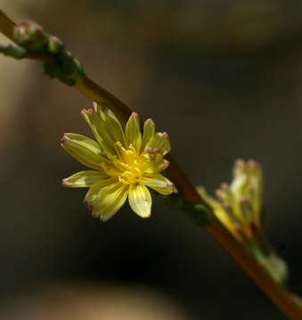 Image of lettuce