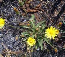 Image of <i>Crepis hypochaeridea</i>