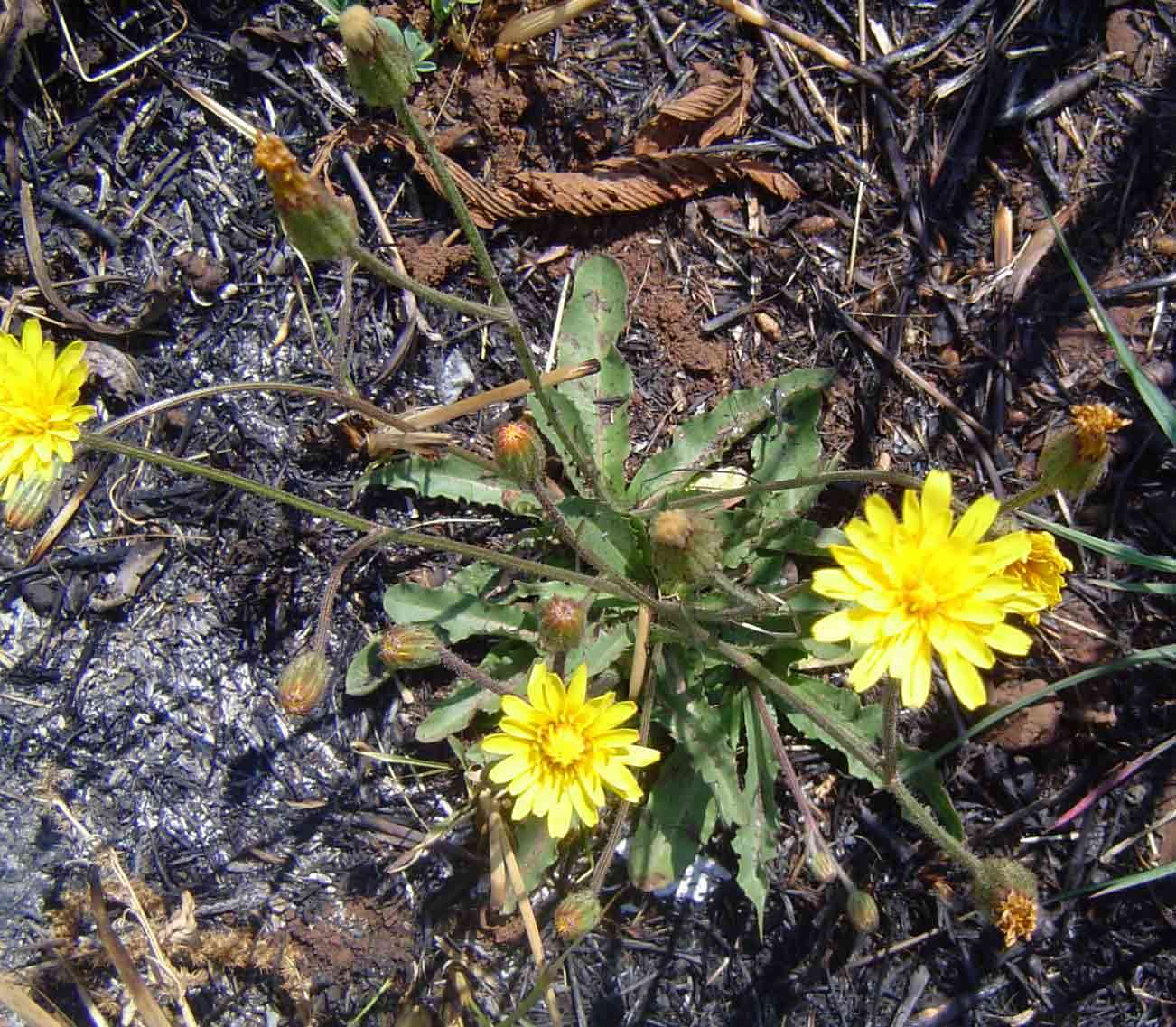 صورة <i>Crepis hypochaeridea</i>