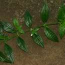 Image of tropical buttonweed