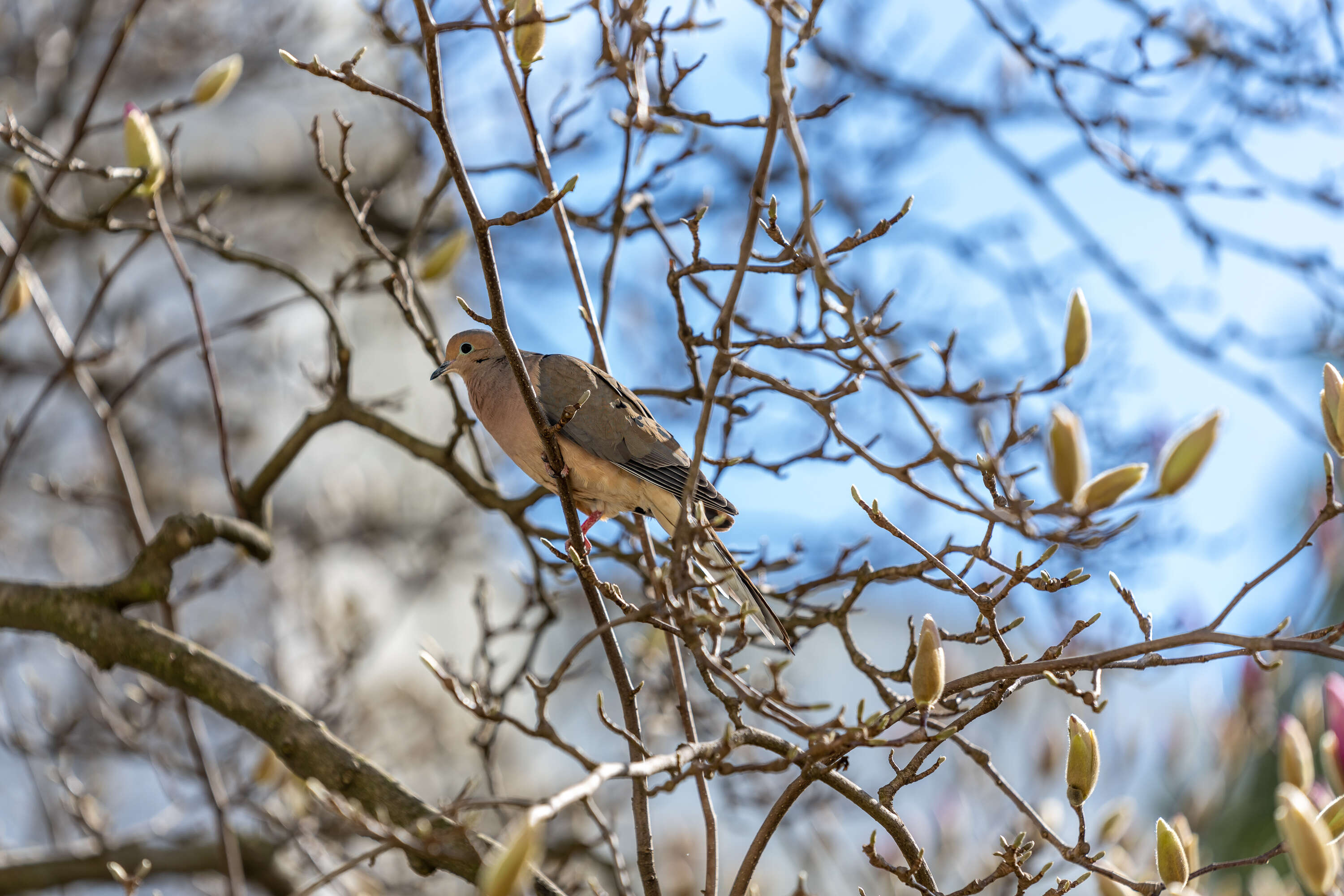 Image of American Mourning Dove