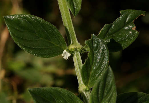 Image of Hexasepalum