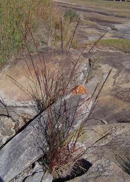 Plancia ëd Eragrostis