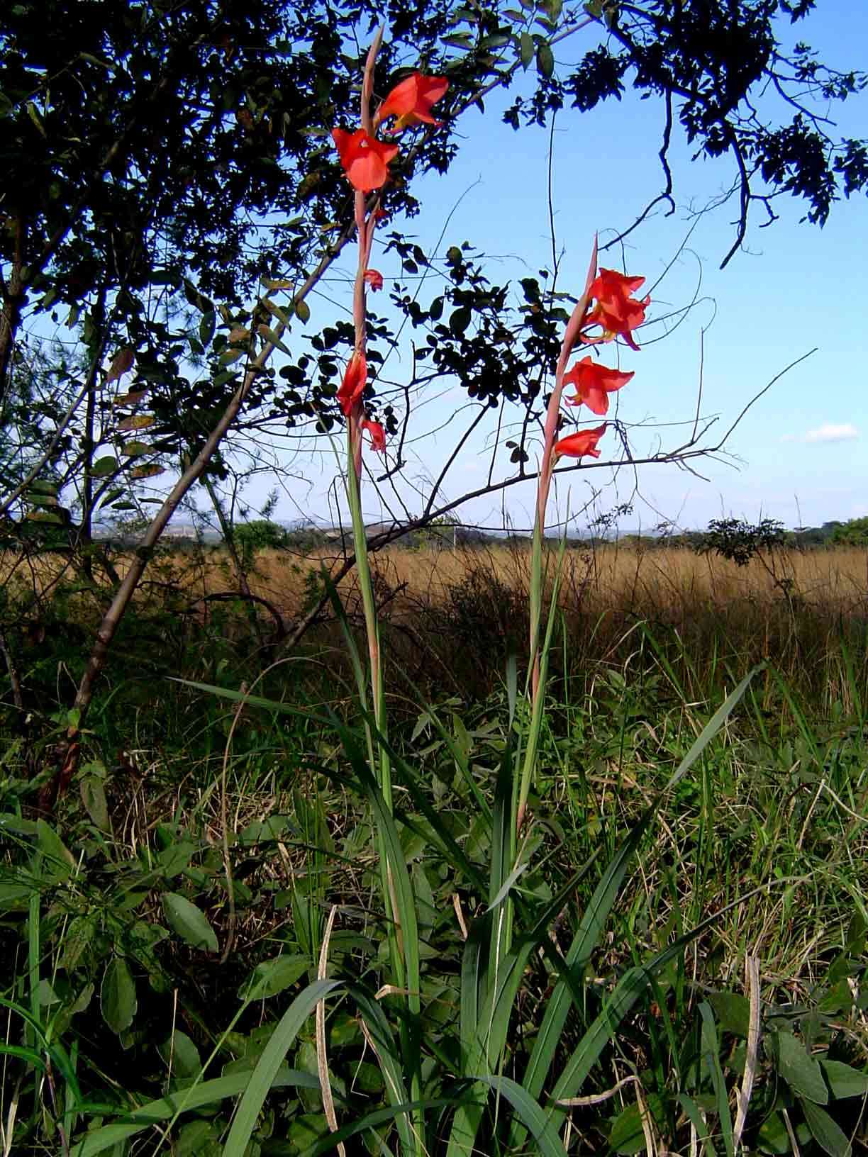 صورة Gladiolus dalenii Van Geel