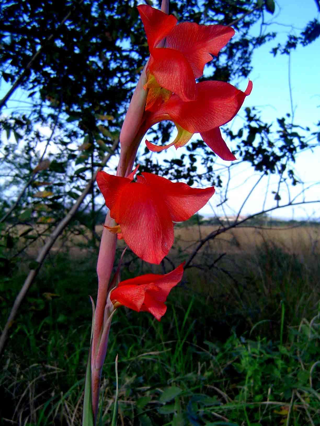 Image de Gladiolus dalenii Van Geel