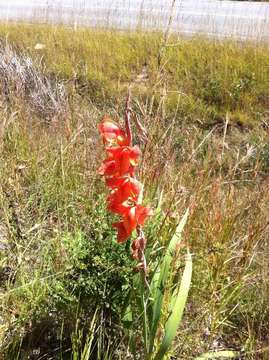 Imagem de Gladiolus dalenii Van Geel