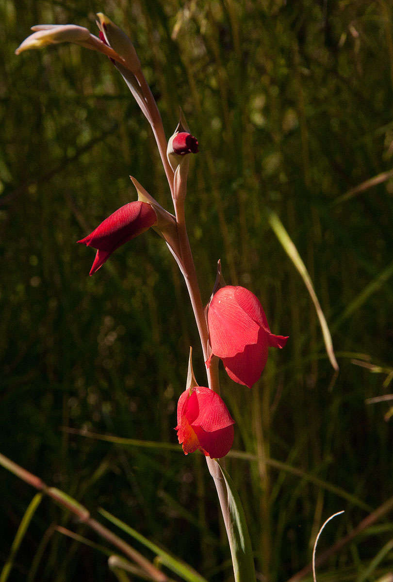 Imagem de Gladiolus dalenii Van Geel