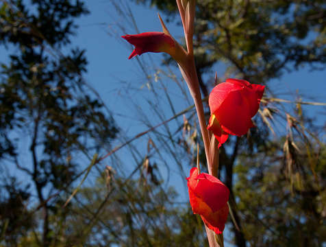 Imagem de Gladiolus dalenii Van Geel