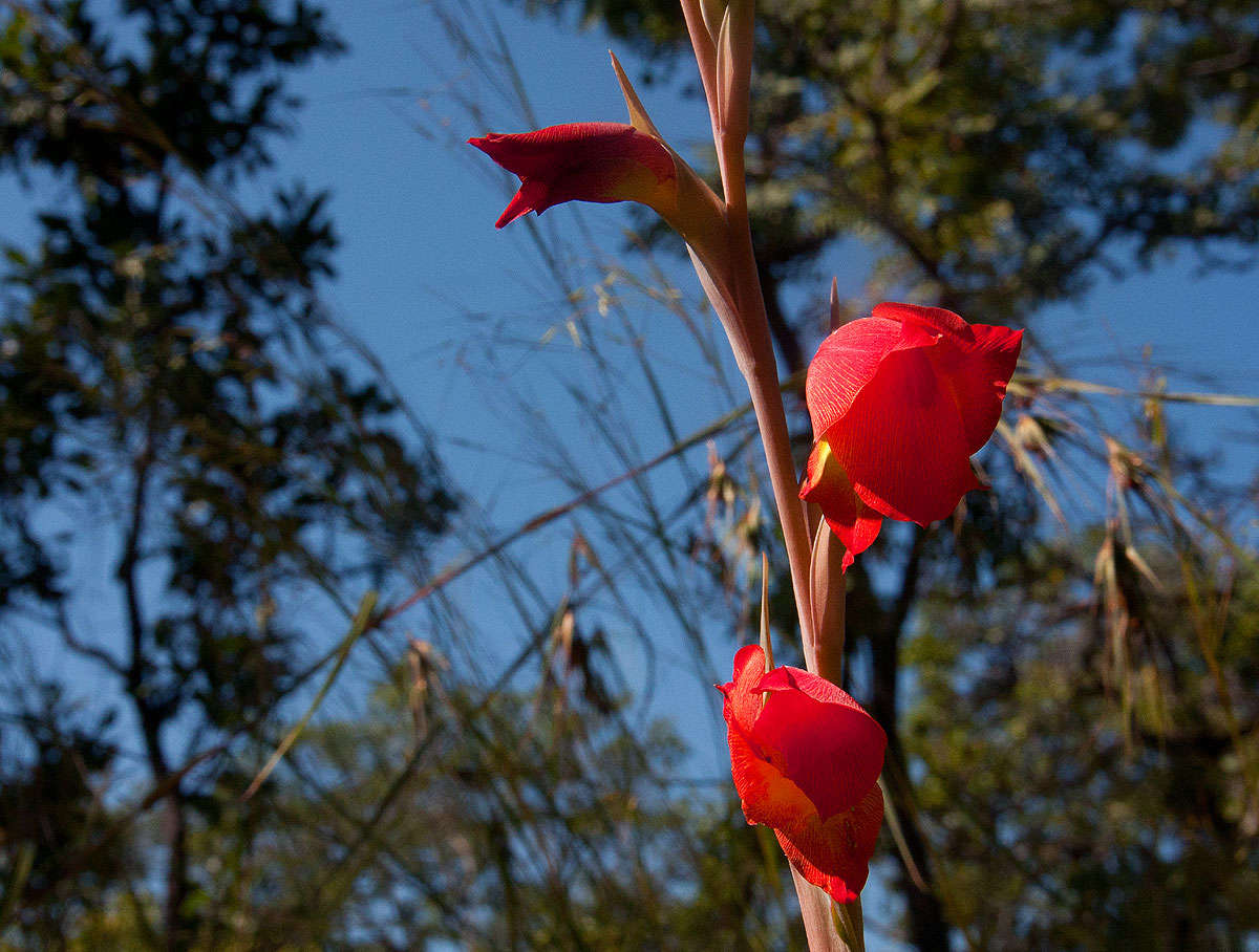 صورة Gladiolus dalenii Van Geel