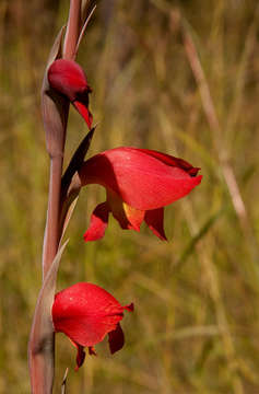 صورة Gladiolus dalenii Van Geel