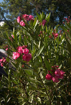 Image of oleander