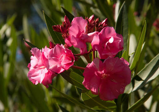 Image of oleander