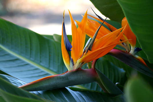 Image of bird-of-paradise family