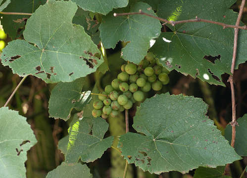 Image of grape