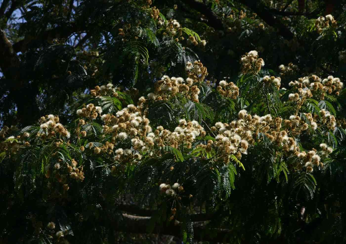 Слика од Magnoliopsida