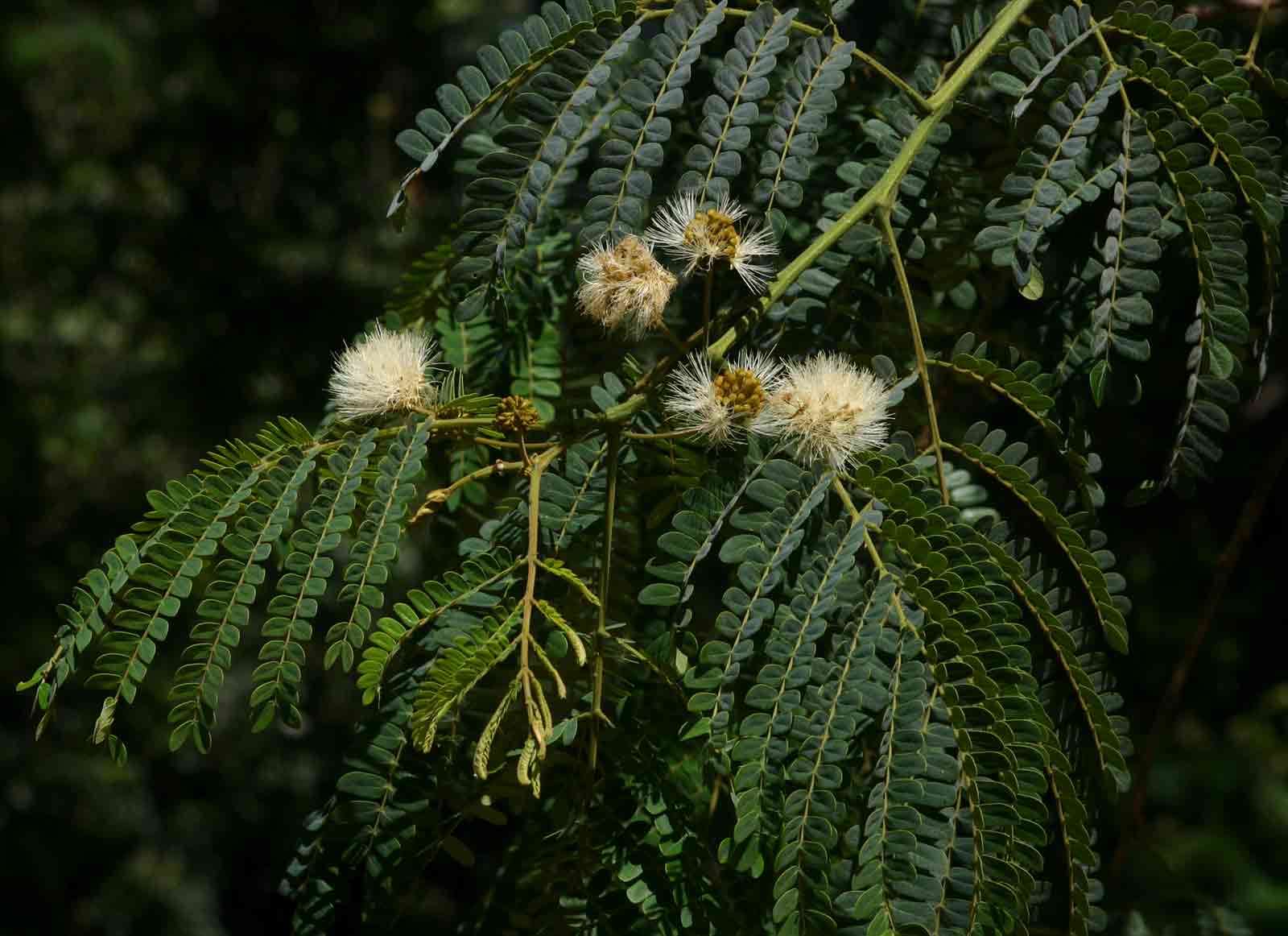 Magnoliopsida resmi