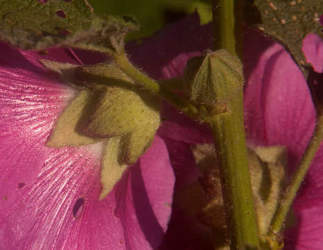 Image of hollyhock