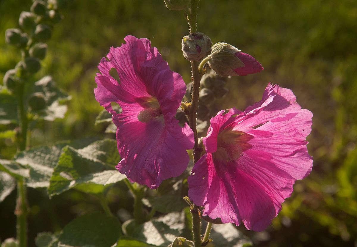 Image of hollyhock