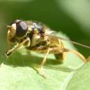 Sivun <i>Hadromyia pulcher</i> kuva