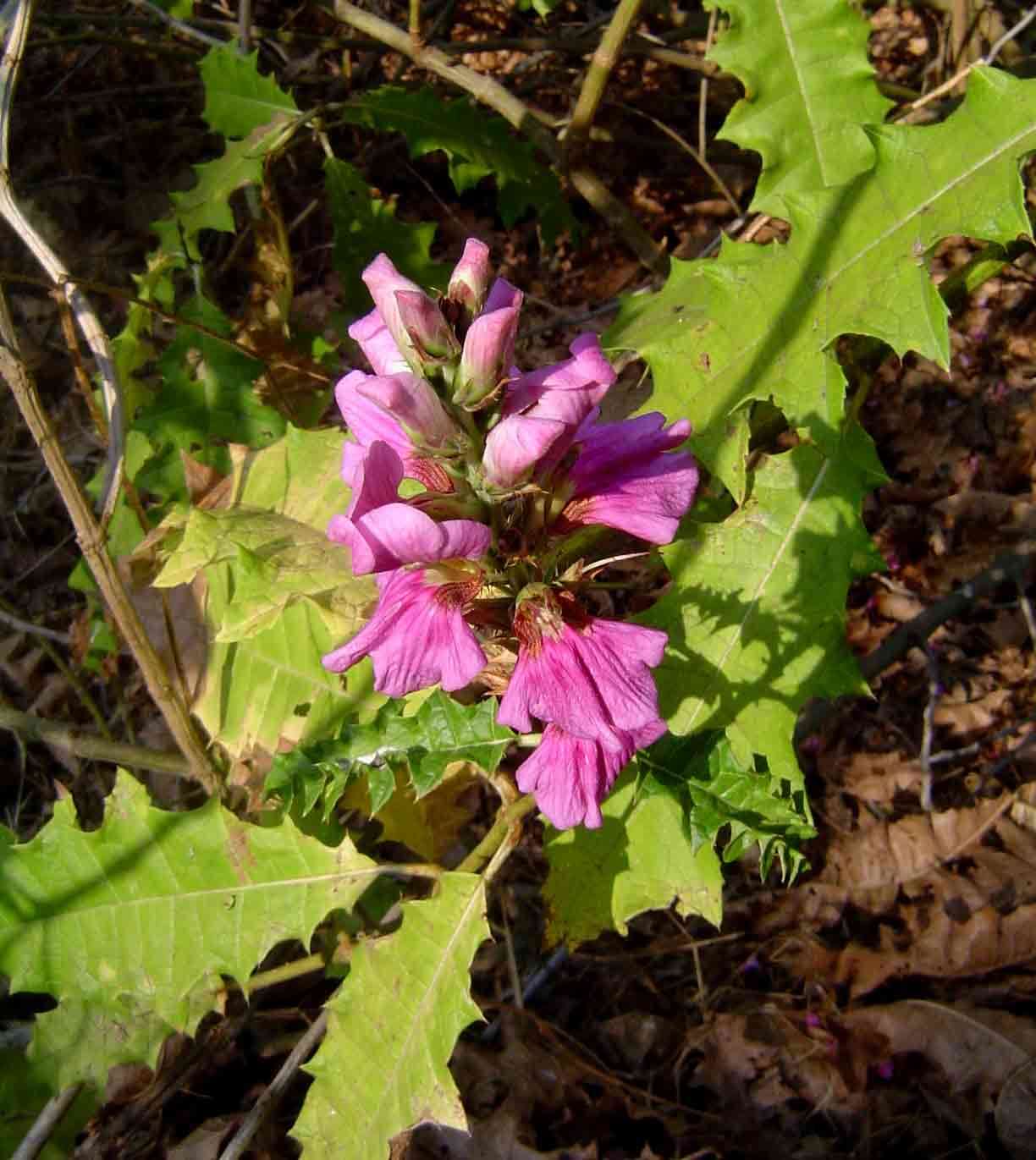 Image of acanthus