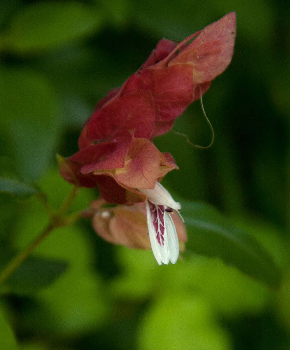 Image of water-willow