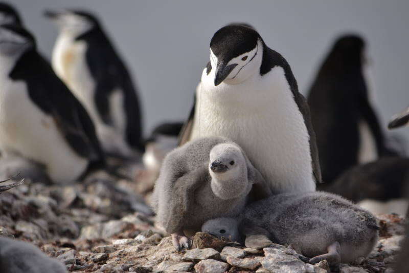 Image of Chinstrap Penguin